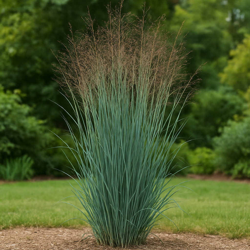 Panic érigé, Panicum Virgatum Heavy Metal - Panic érigé, Panicum Virgatum Heavy Metal